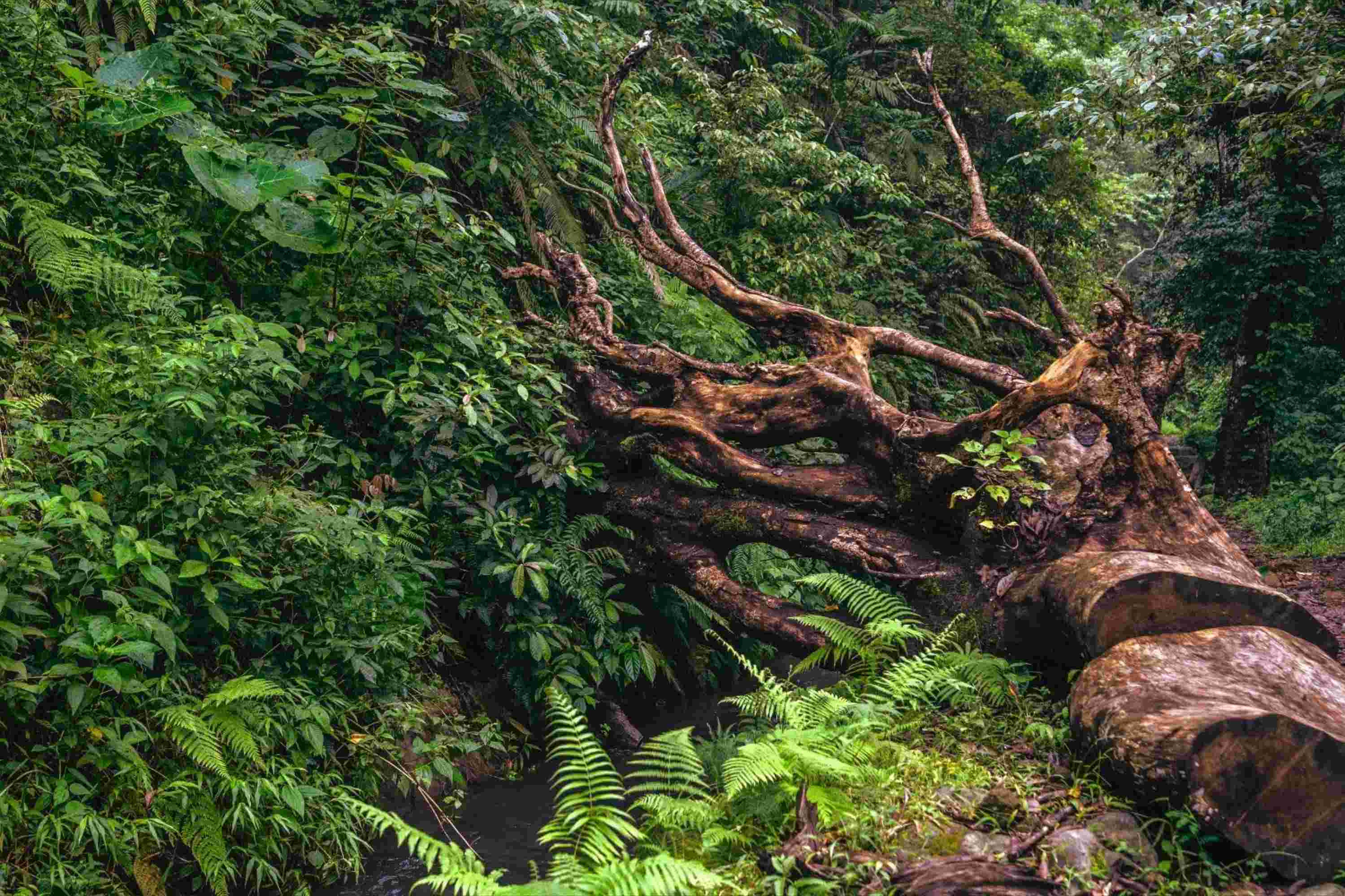 Tropikalny las na Borneo