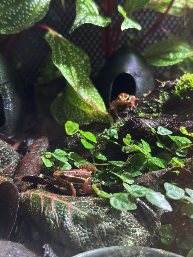 Drzewołązy na zielonym poszyciu terrarium