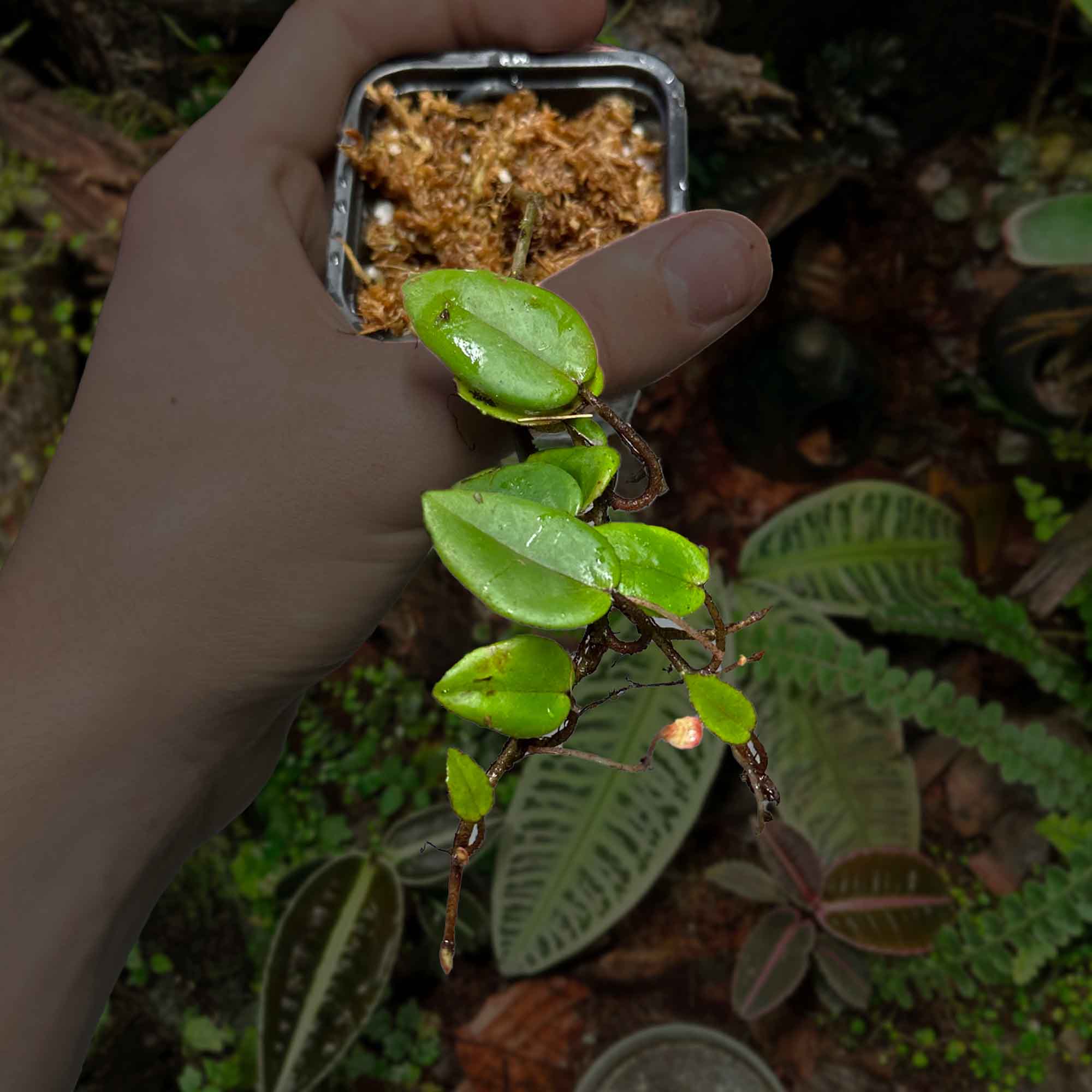 Begonia elaeagnifolia
