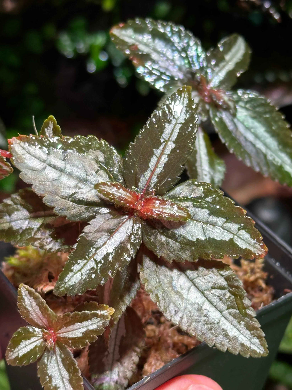 Pilea spruceana "Silver Tree"