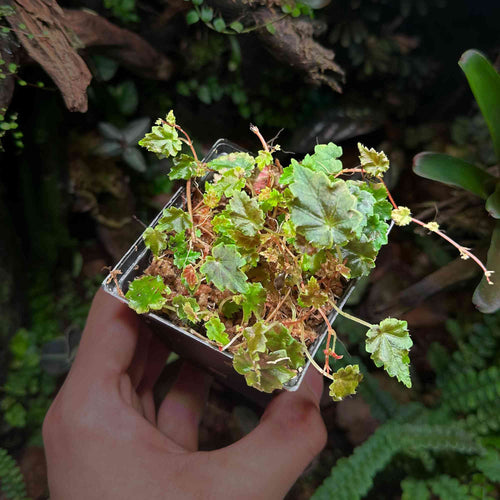 Roślina Begonia maurandiae