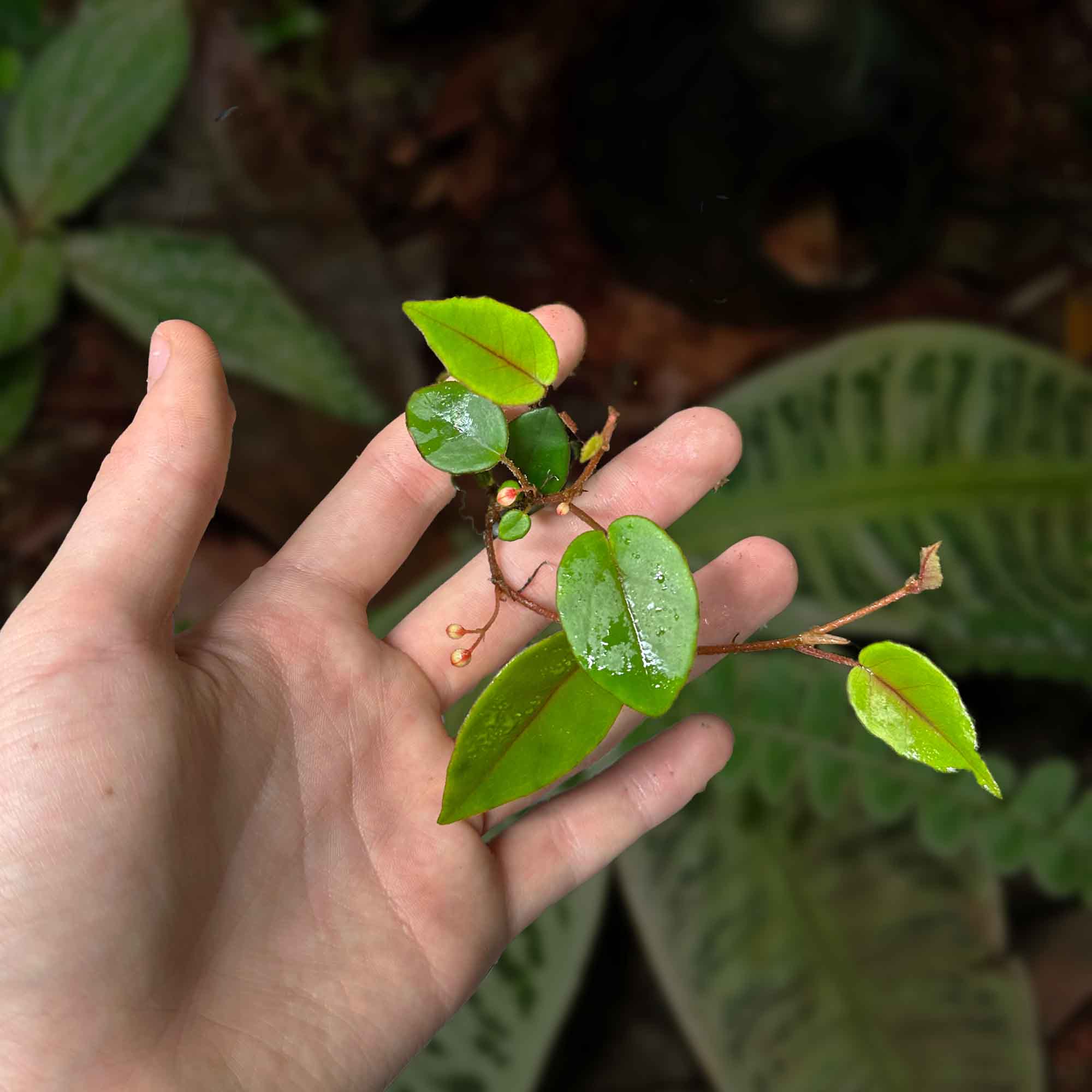 Begonia elaeagnifolia