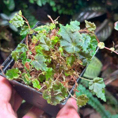 Roślina Begonia maurandiae do terrarium
