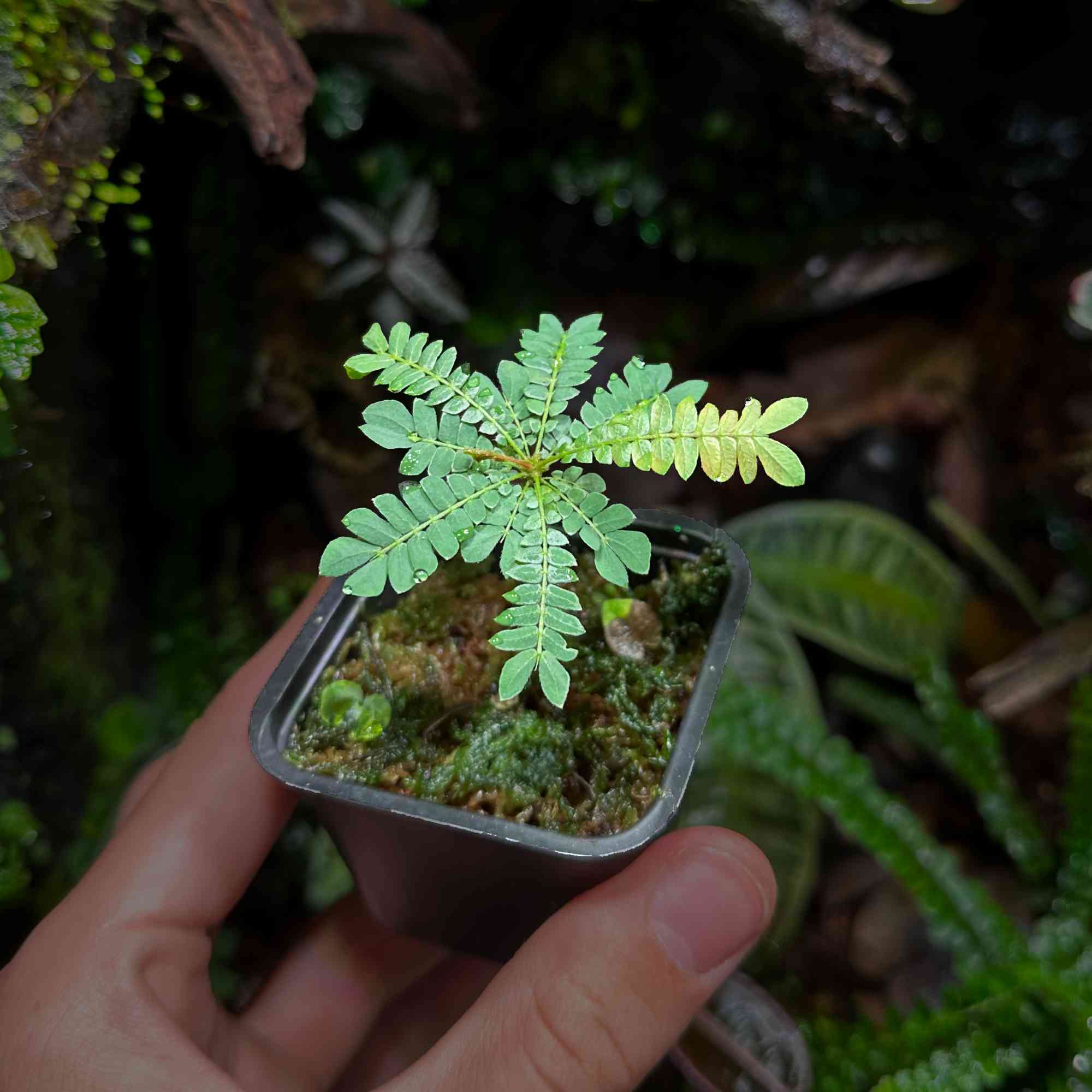 Biophytum sensitivum