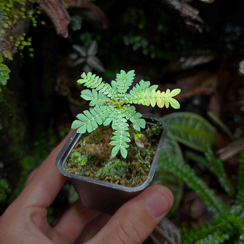 Roślina Biophytum sensitivum