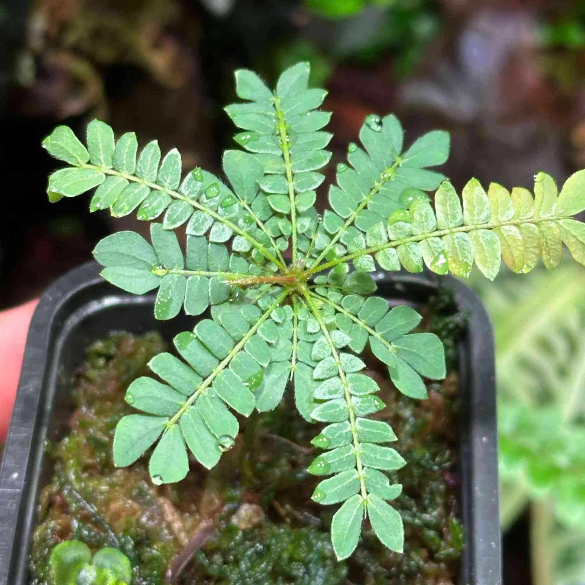 Roślina Biophytum sensitivum do terrarium