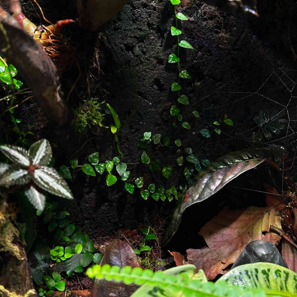 Zdjęcie pokazowe rośliny Ficus pumila "Minima"