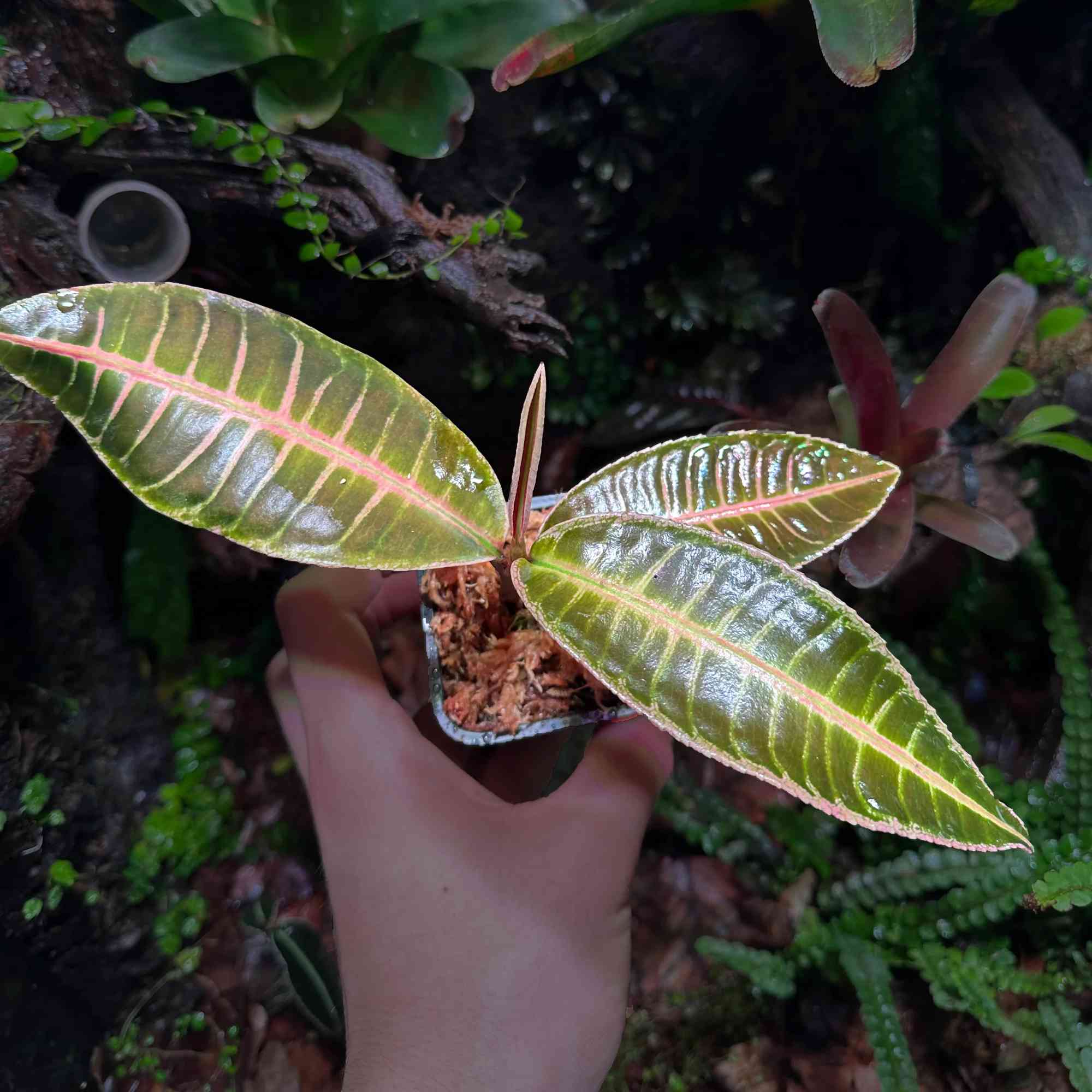 Emblemantha urnulata "Pink Matrix"