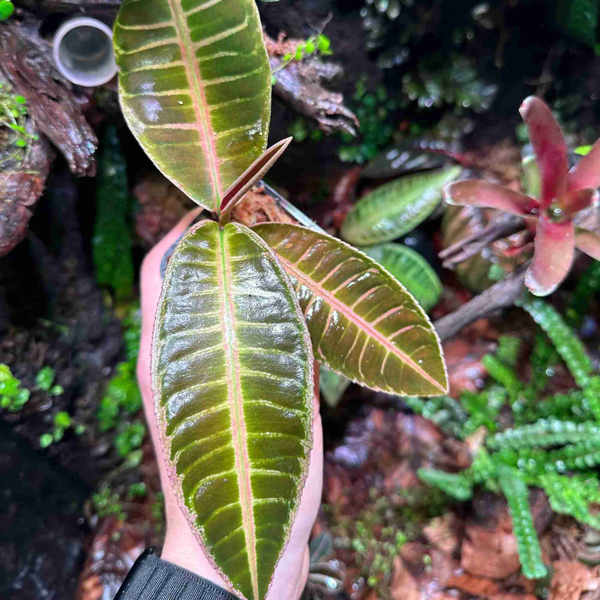 Roślina Emblemantha do terrarium