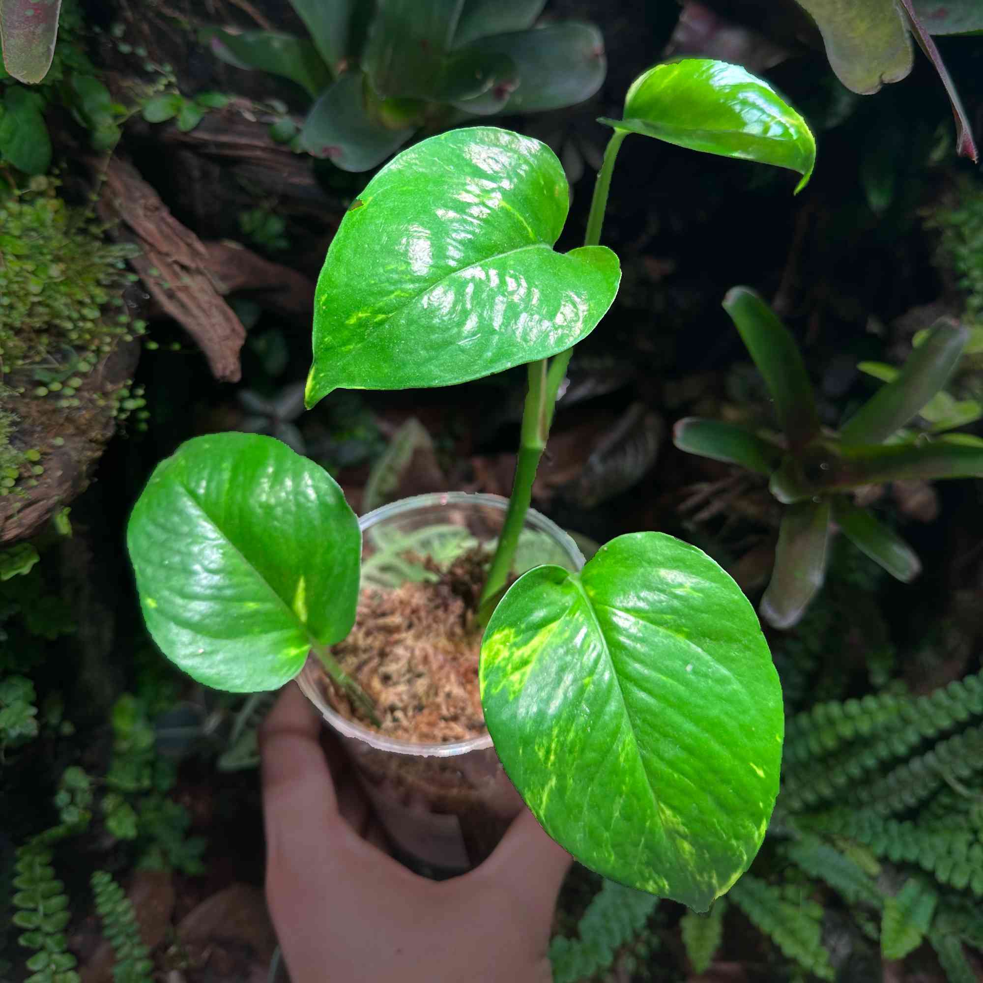 Epipremnum aureum