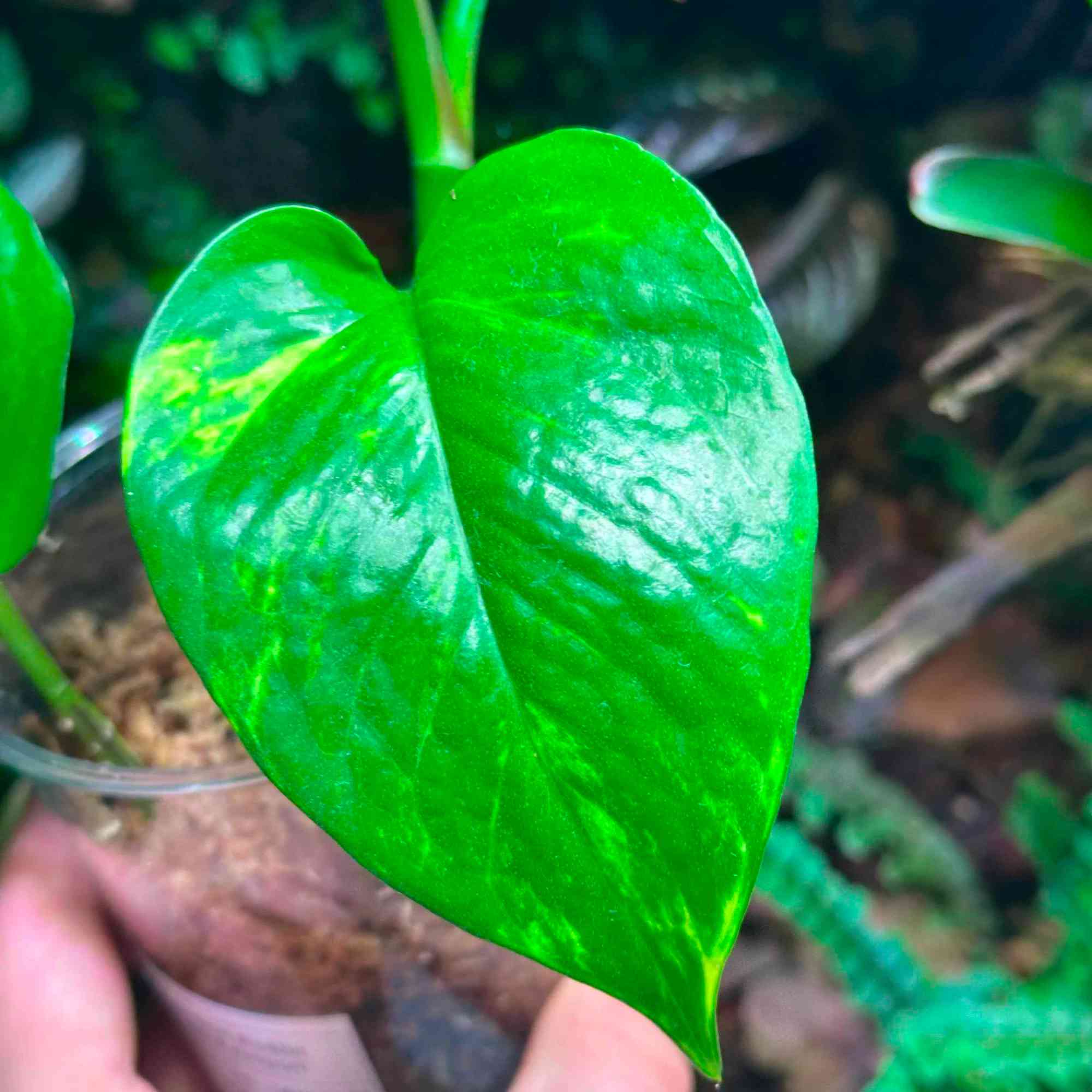 Roślina Epipremnum aureum do terrarium