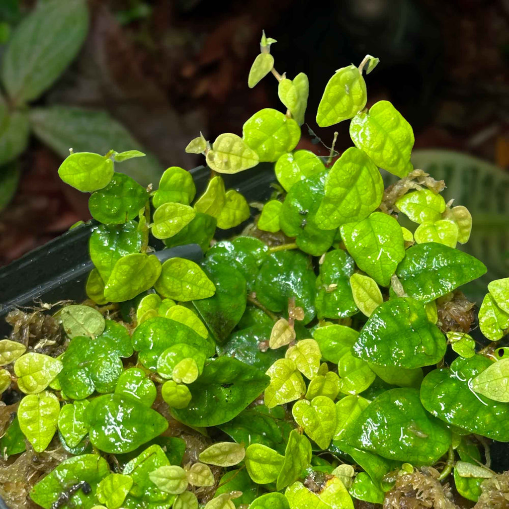 Roślina Ficus pumila "Minima"