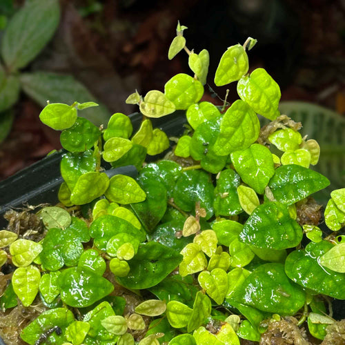 Ficus pumila "Minima"