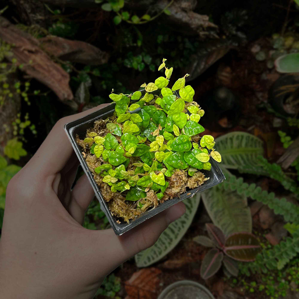 Roślina Ficus pumila "Minima"