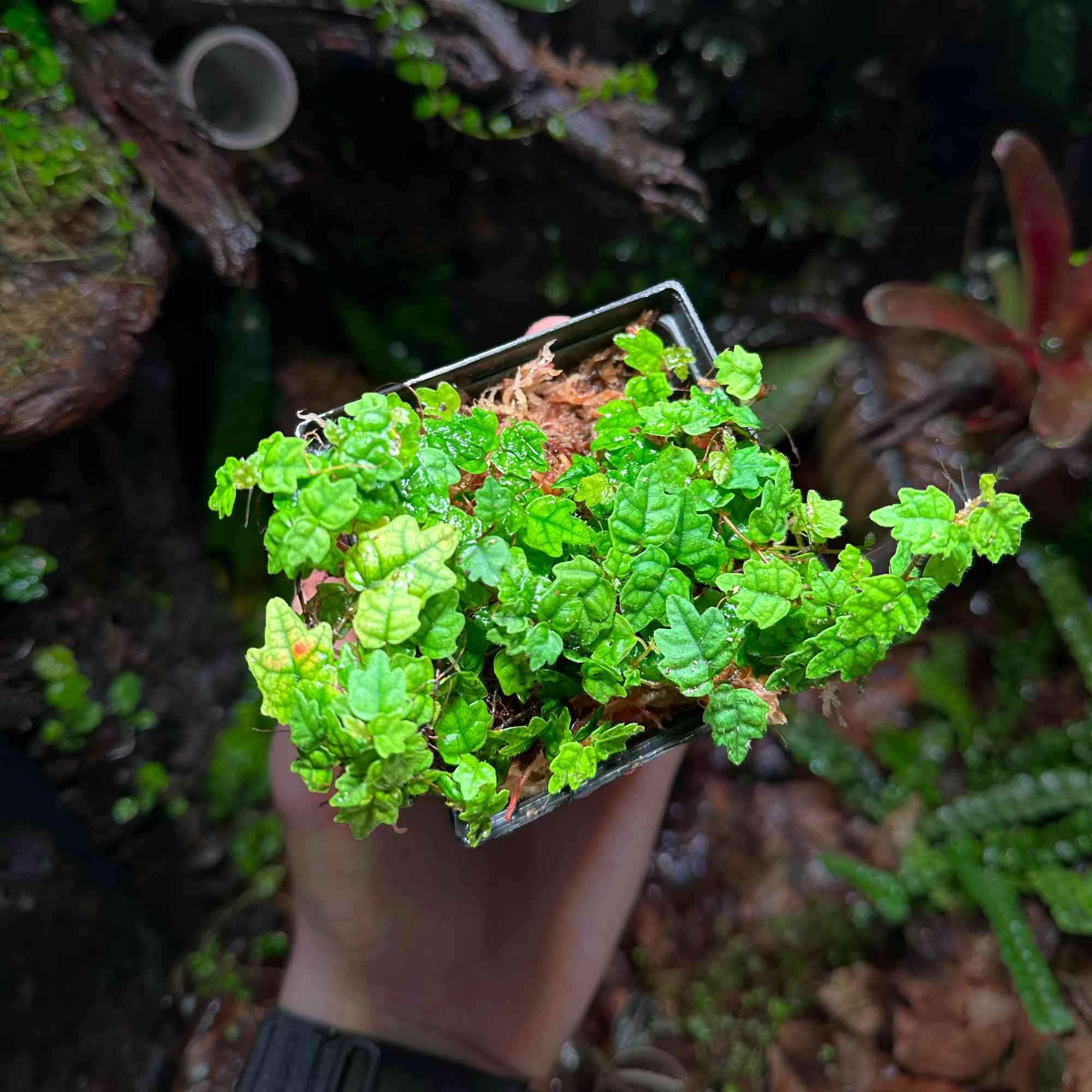 Roślina Ficus pumila "Quercifolia" do terrarium