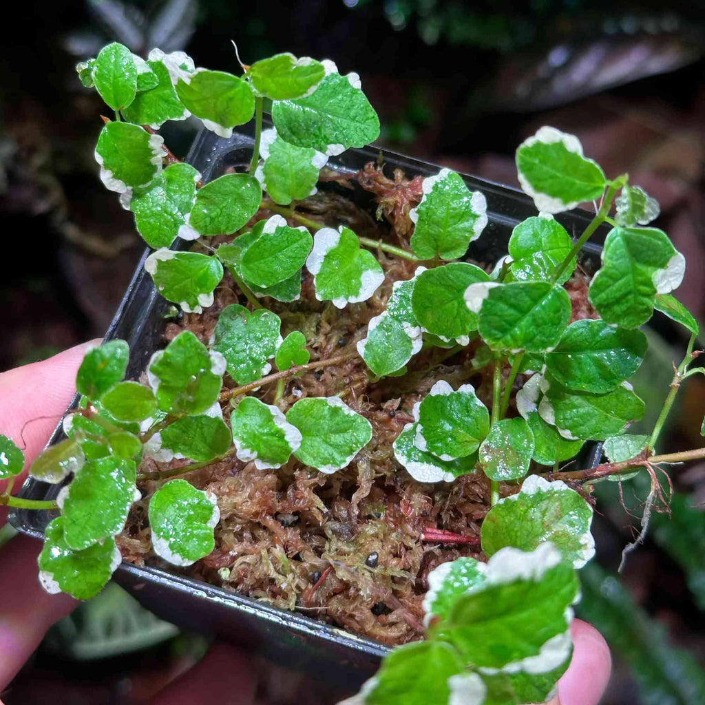 Roślina Ficus pumila "Variegata" do terrarium