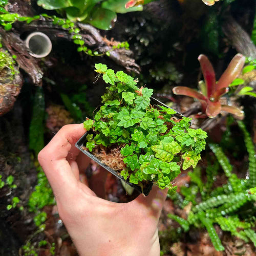 Roślina Ficus pumila "Quercifolia" do terrarium