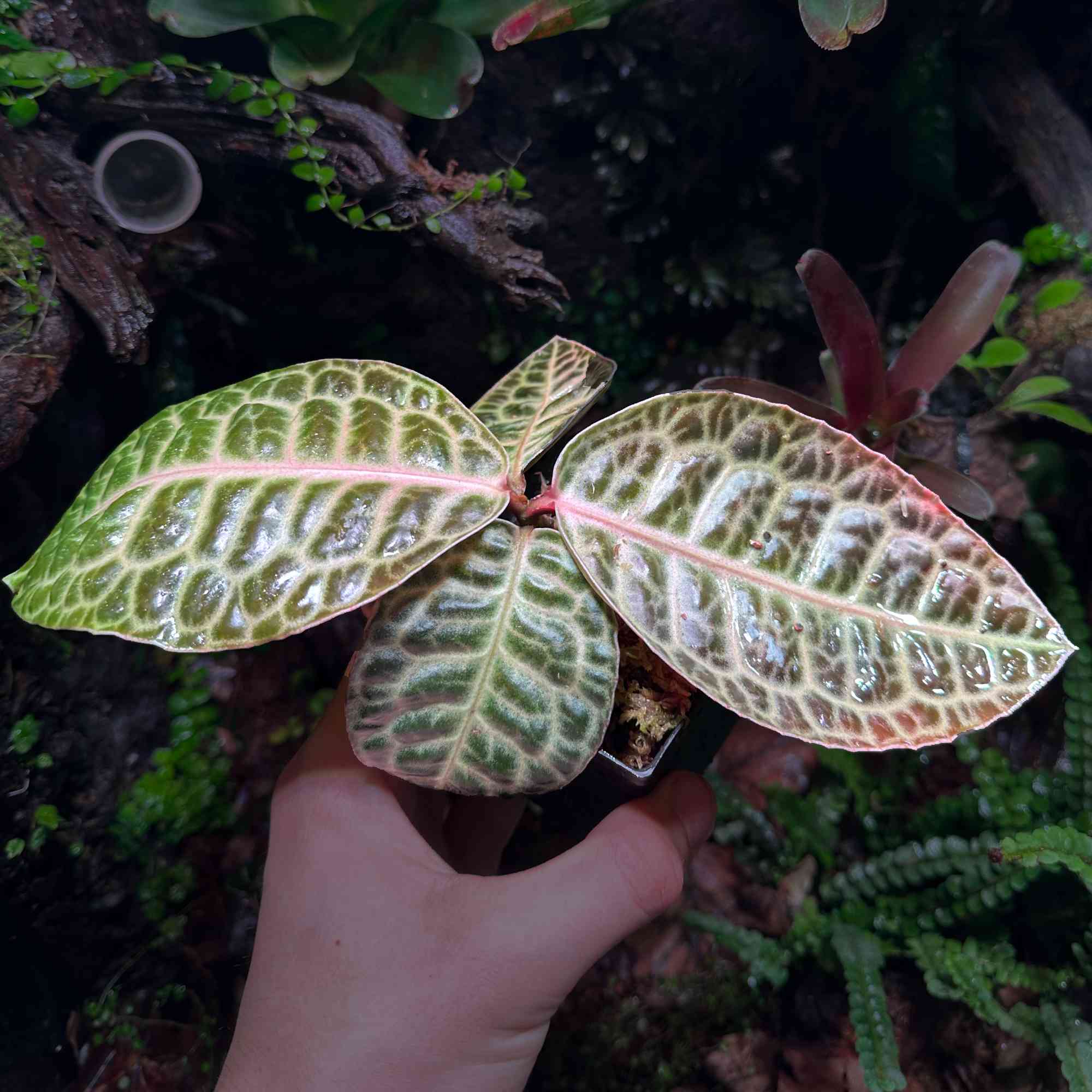 Roślina Labisia do terrarium