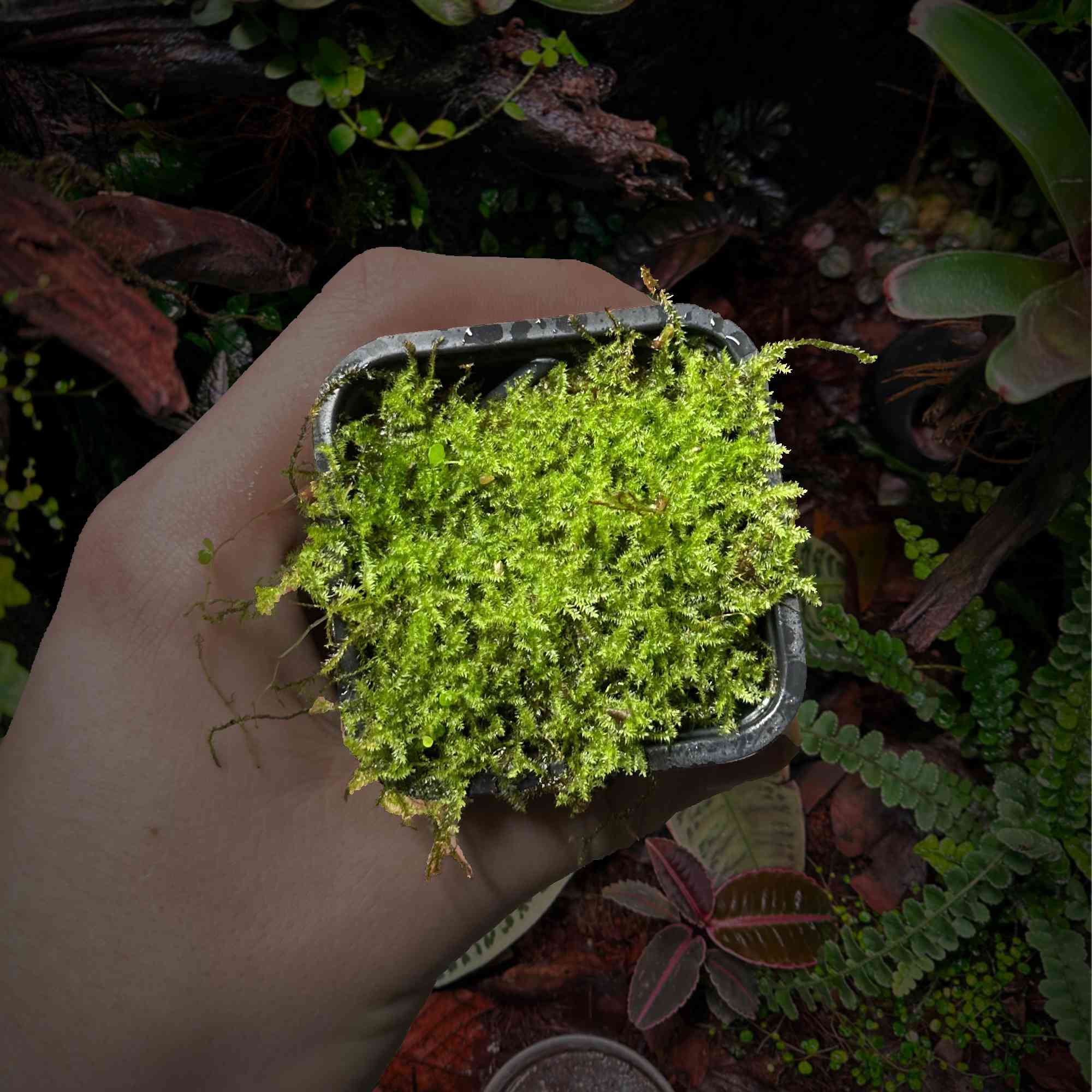 Roślina Mech nr 2