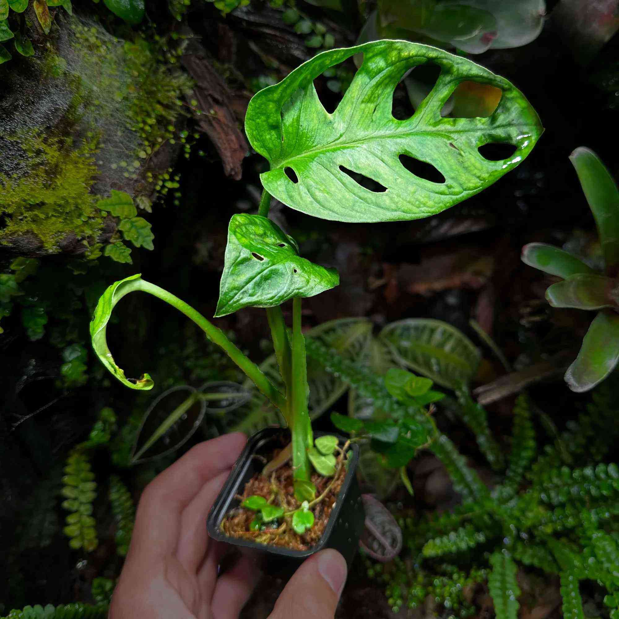 Roślina Monstera adansonii do terrarium