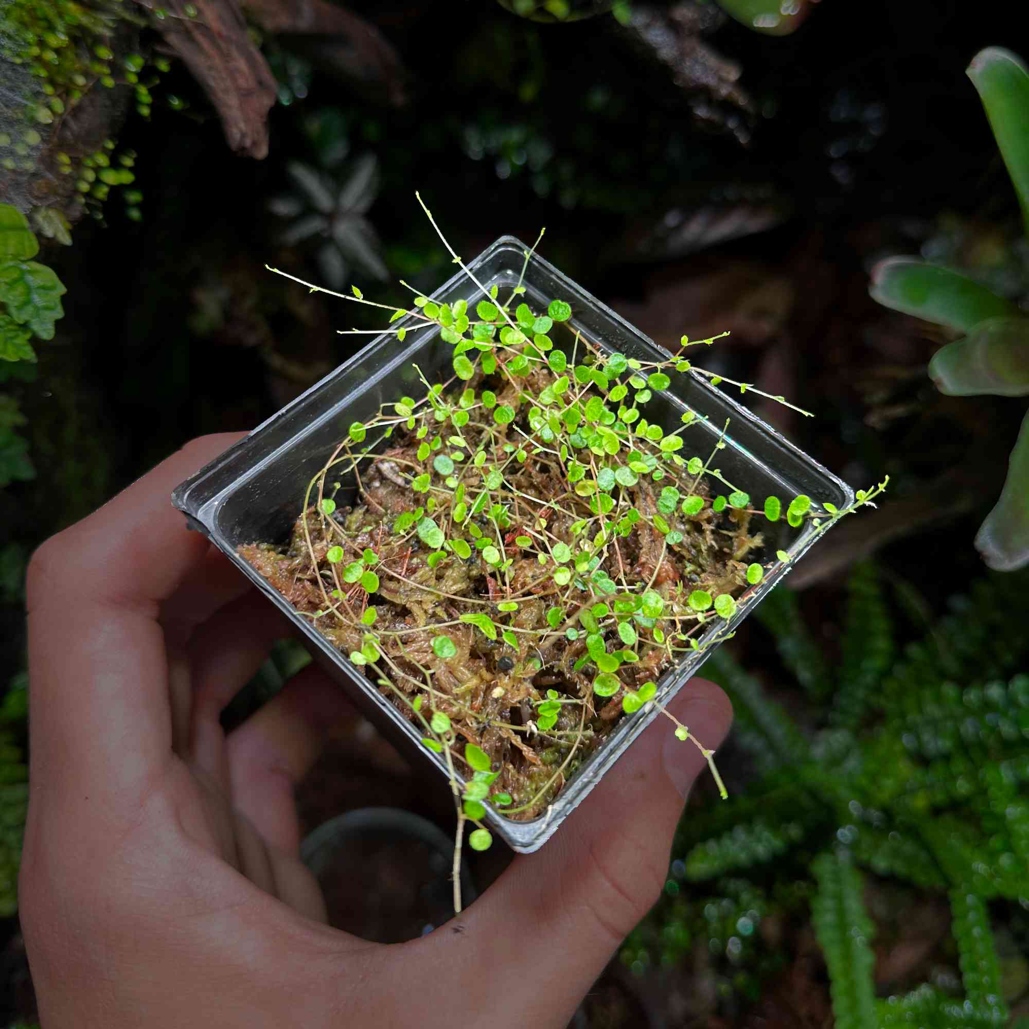 Roślina Peperomia emarginella do terrarium