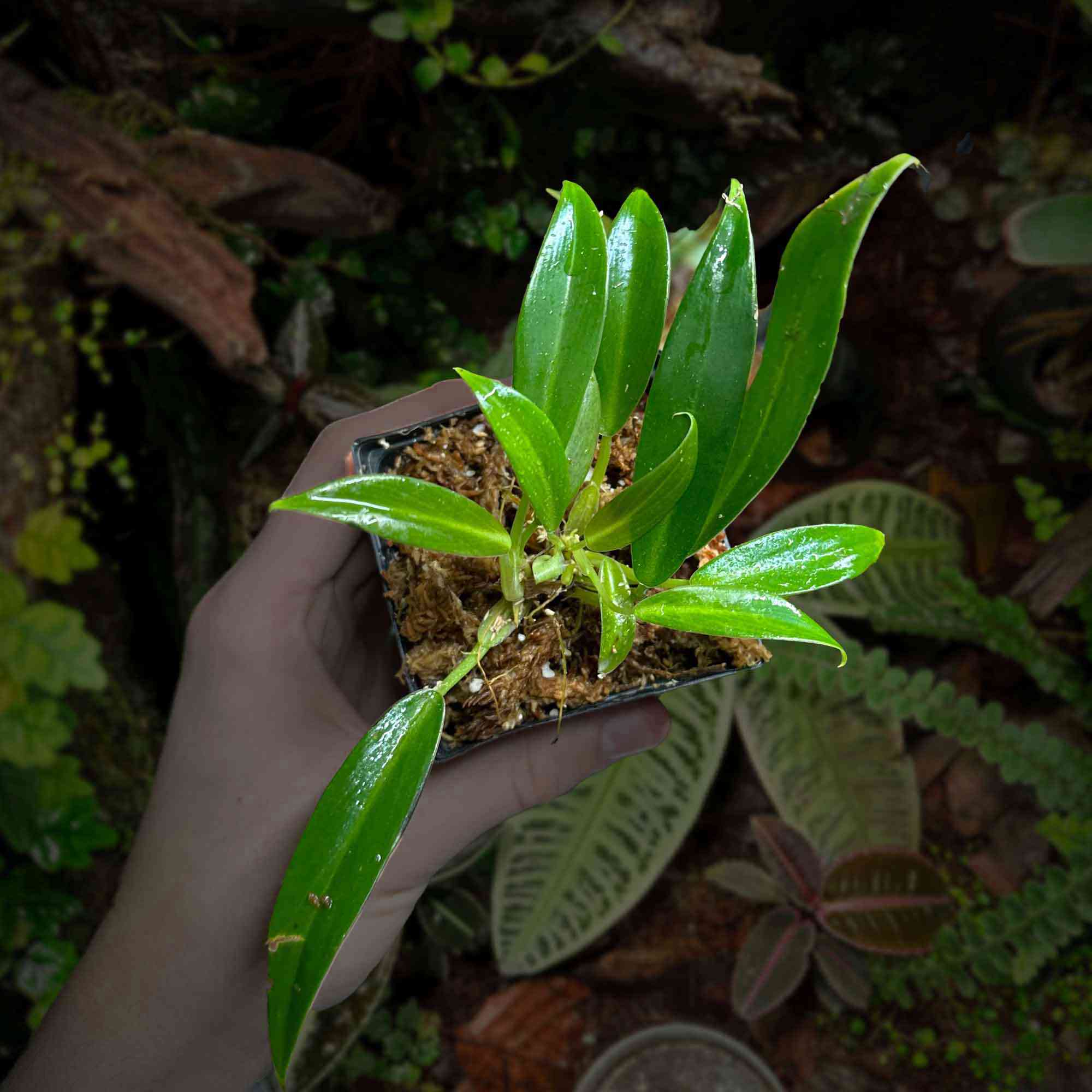 Philodendron "Little phil"