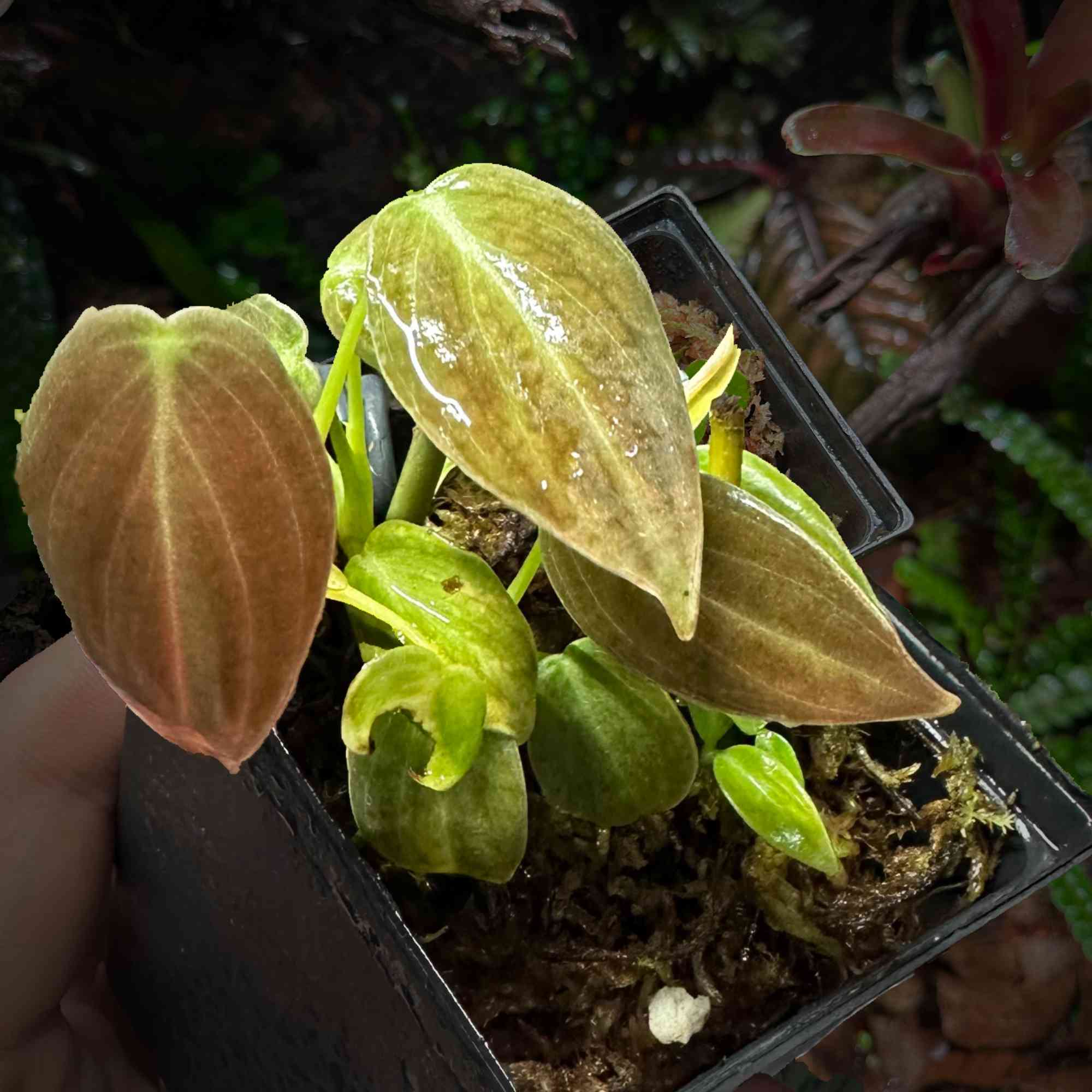 Roślina Philodendron melanochrysum