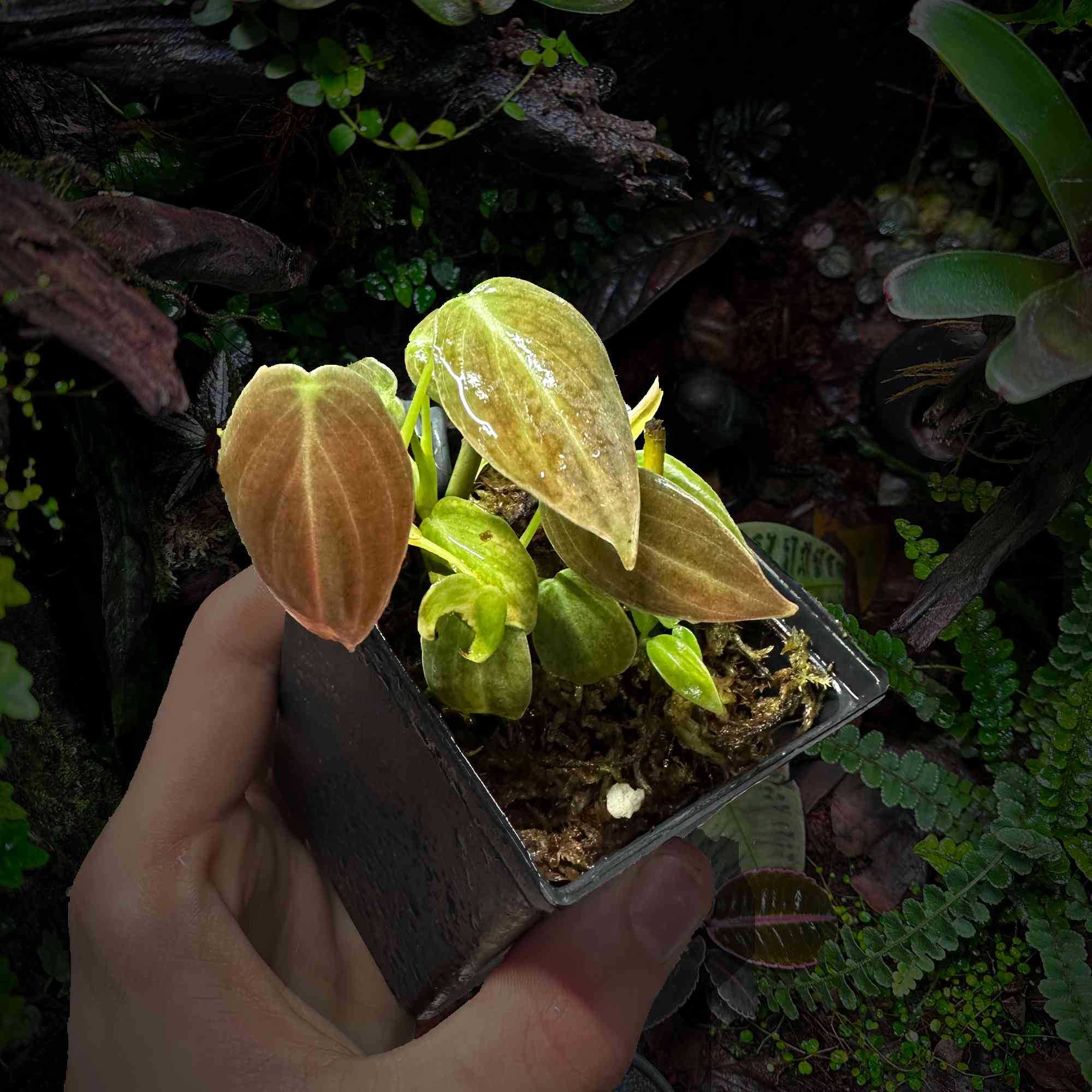 Roślina Philodendron melanochrysum