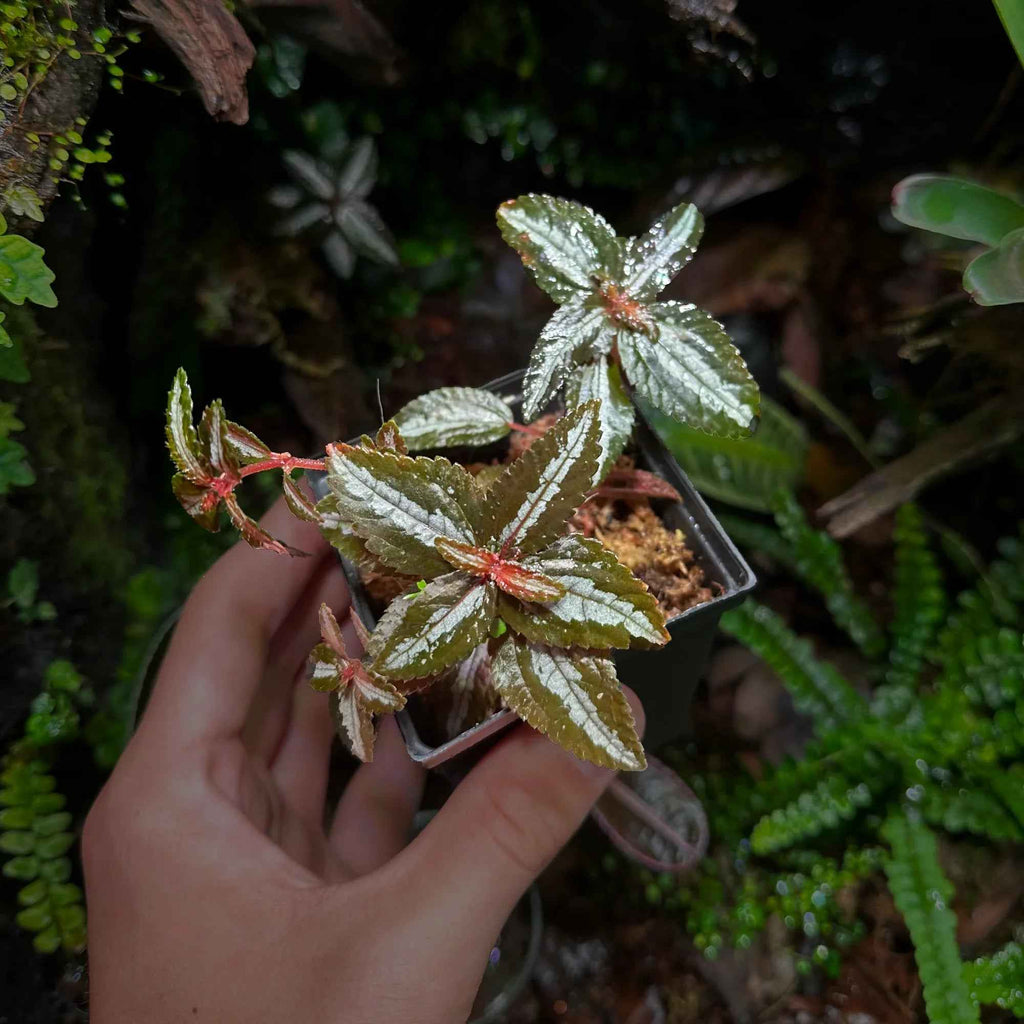 Pilea spruceana "Silver Tree"