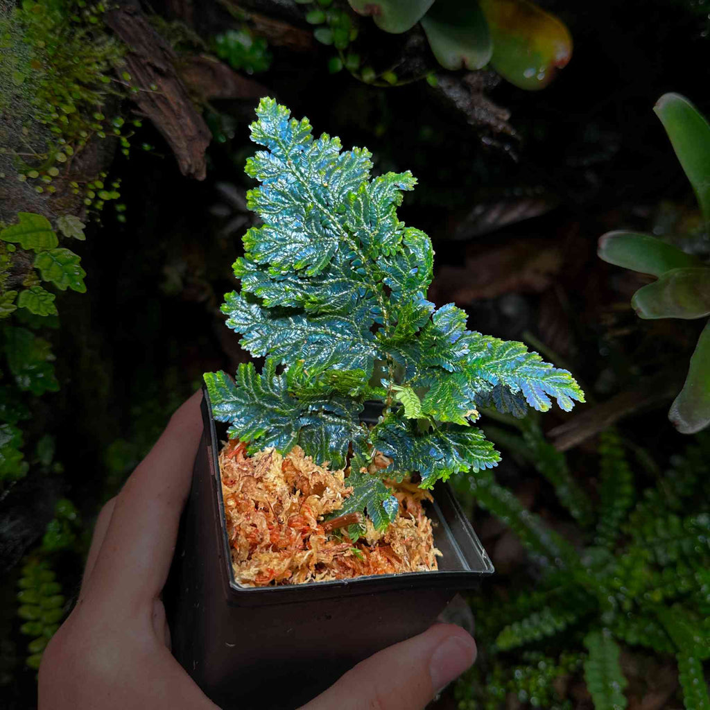 Roślina Selaginella willdenowii do terrarium