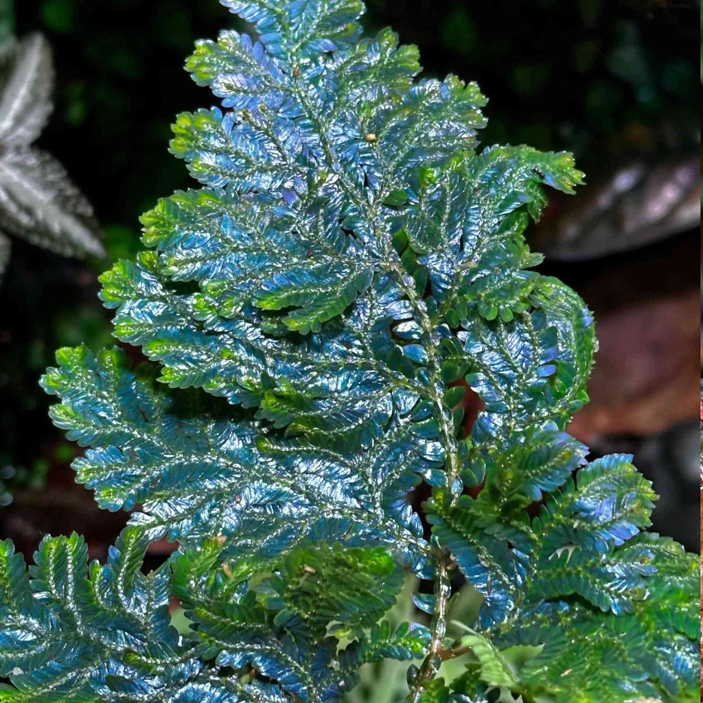 Roślina Selaginella willdenowii do terrarium