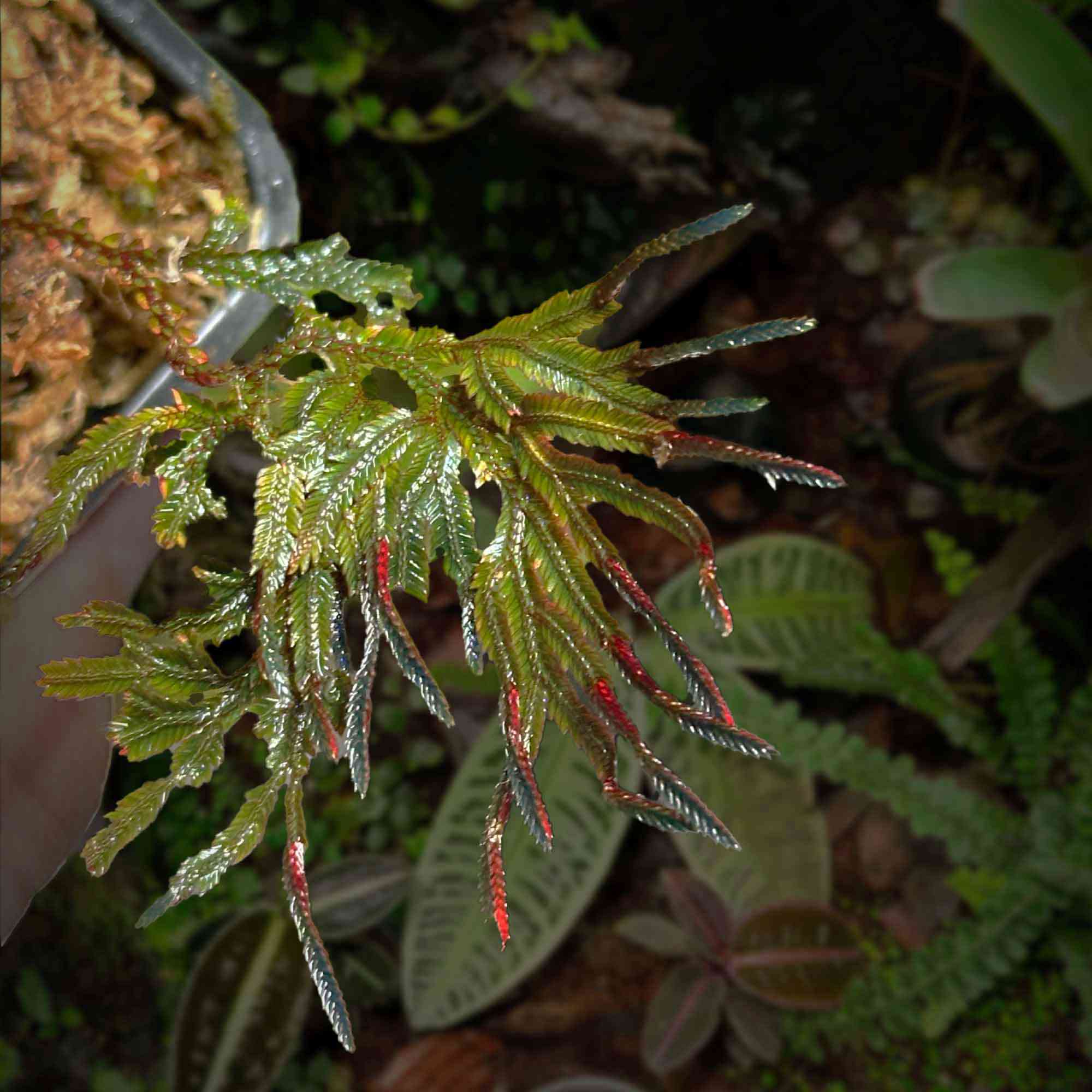 Roślina Sealginella erythropus