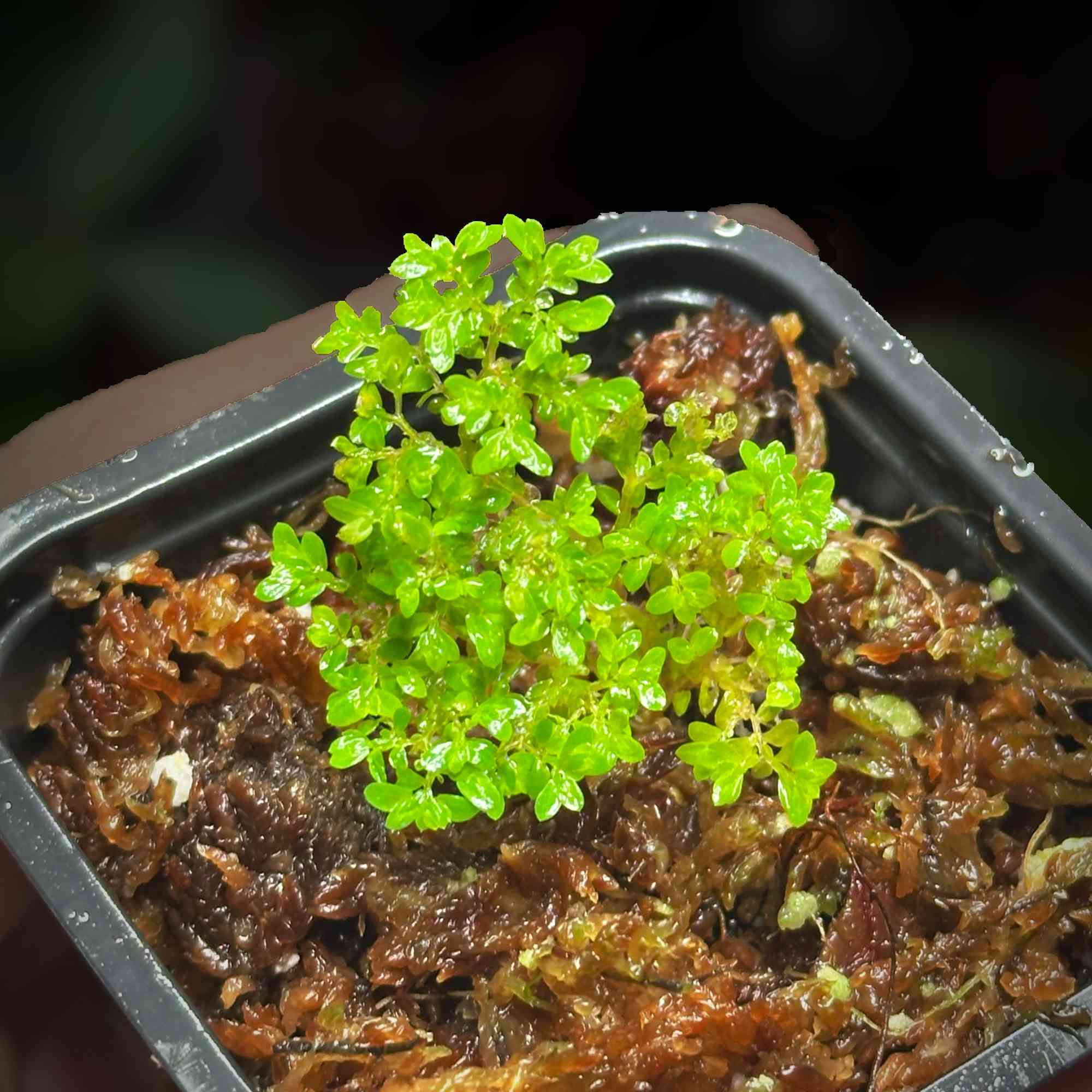 Roślina Selaginella sp. mini