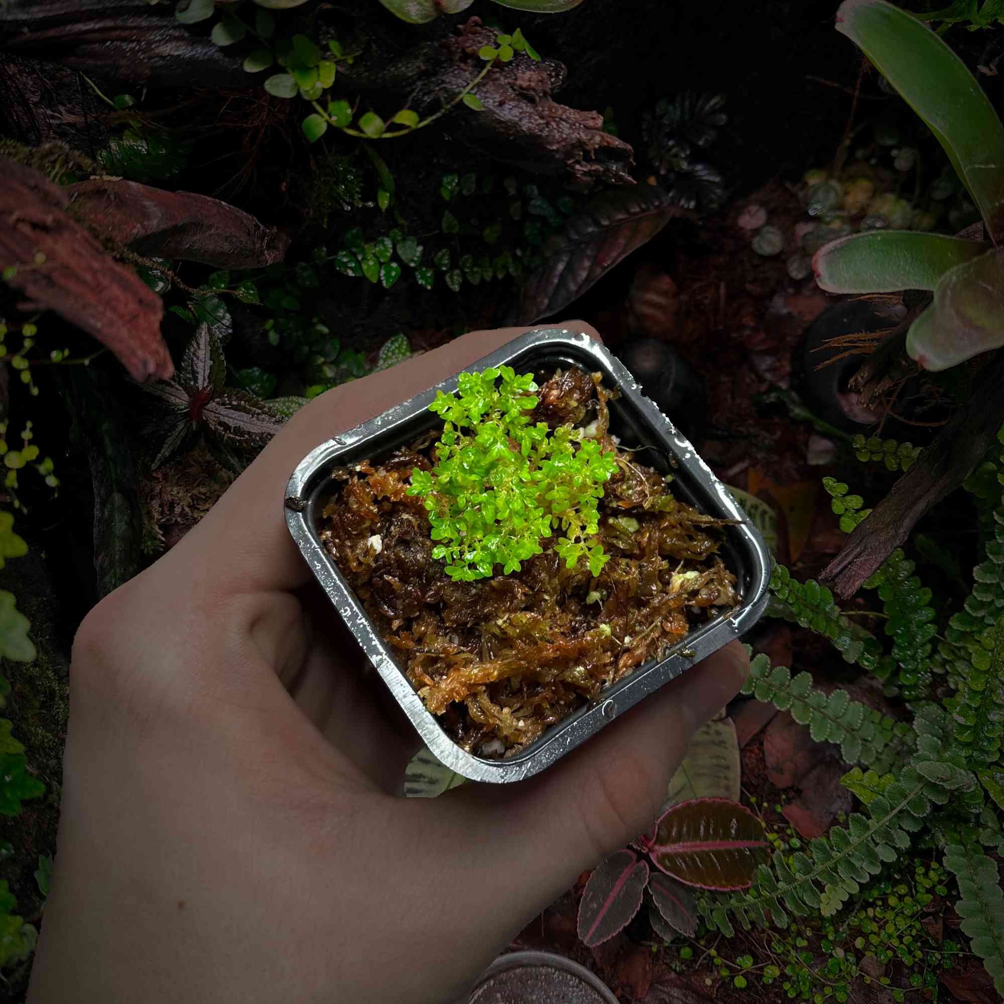 Roślina Selaginella sp. mini