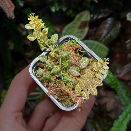 Roślina Solanum evolvulifolium do terrarium