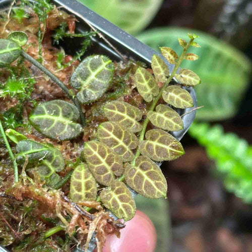 Roślina Solanum evolvulifolium do terrarium