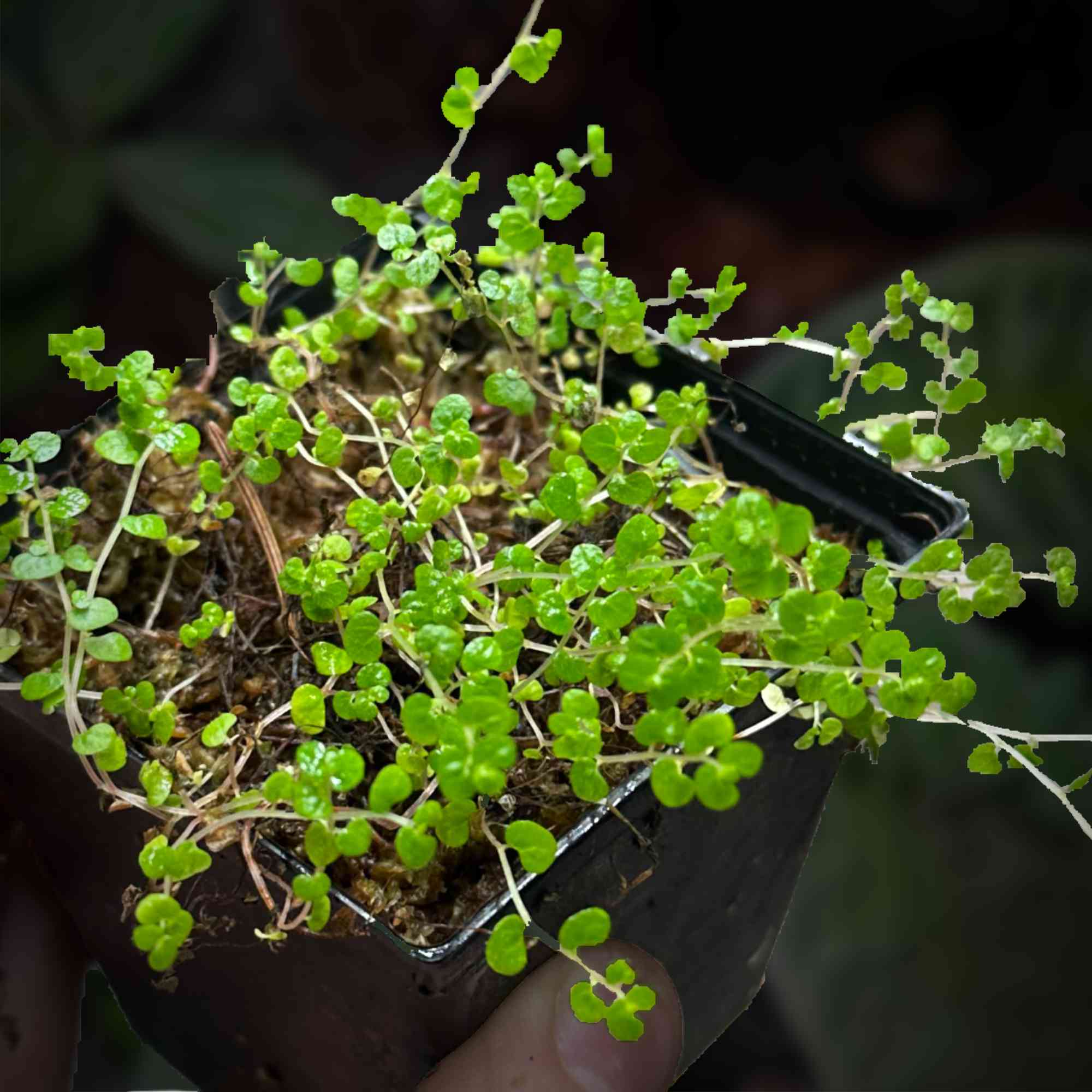 Roślina Solerolia soleirolii