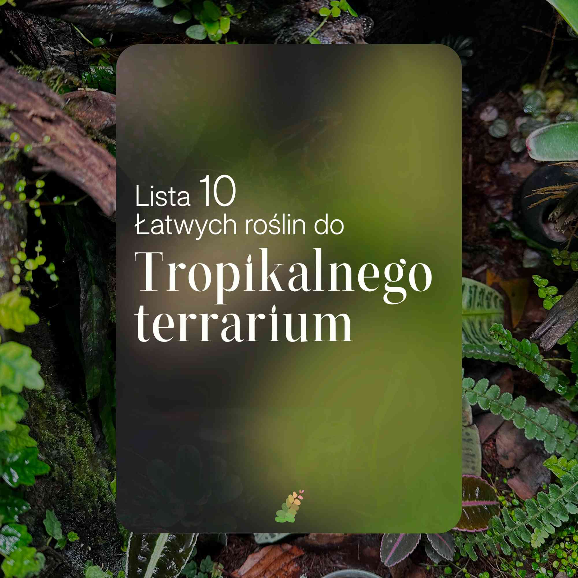 E-book: "Lista 10 łatwych roślin do tropikalnego terrarium."